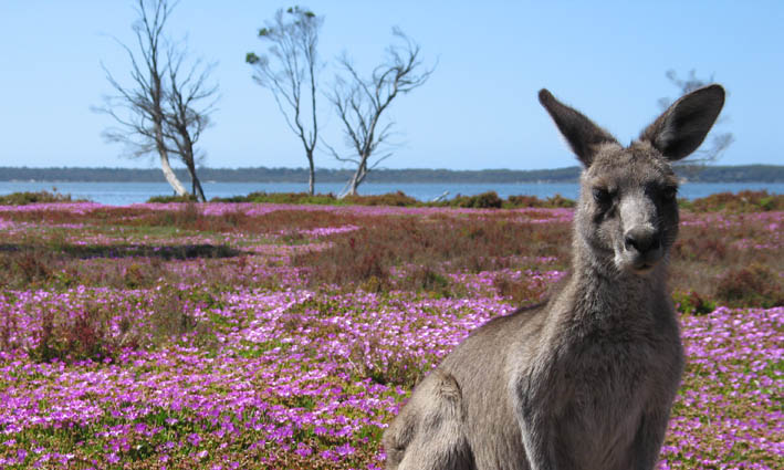 Friendly Kangaroo at Waterfront Retreat at Wattle Point, Gippsland Lakes Accommodation
